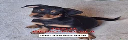 Meticcio cani in regalo: MIKY 💙 quegli occhioni dicono tutto 😍 a Provincia di Asti - Annuncio 1