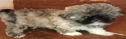 Shih Tzu cani in vendita: Splendidi cuccioli di Shih tzu - Annuncio 9
