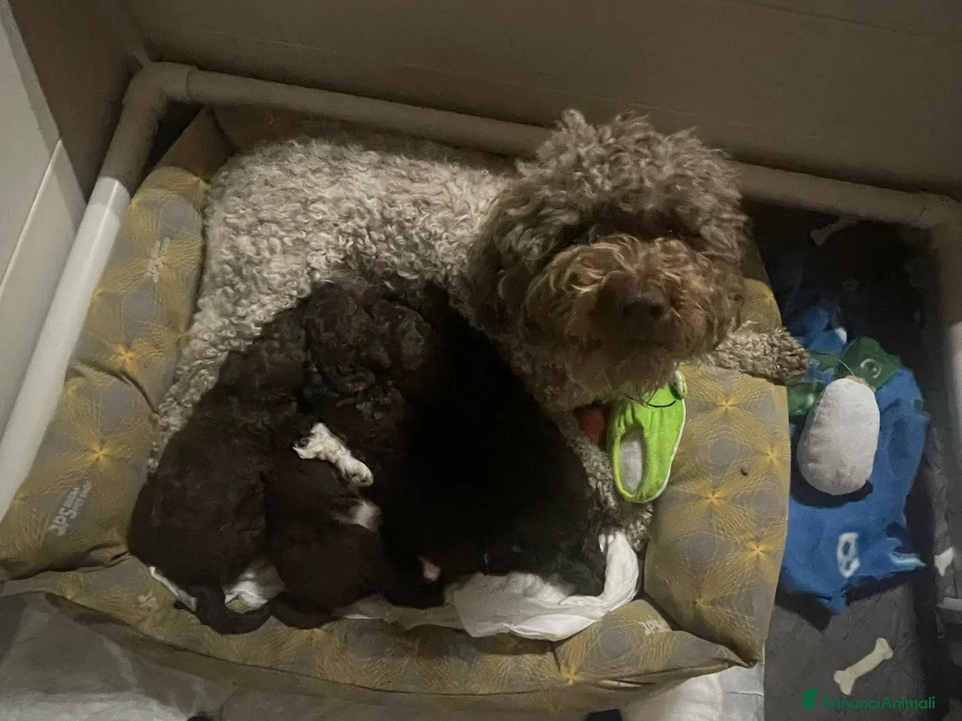 Lagotto cani in vendita: Cuccioli Lagotto Romagnolo - Annuncio 5