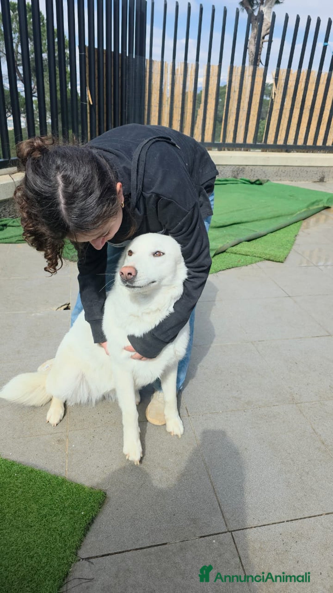 Pastore Svizzero cani in regalo: Splendida simil Pastore Svizzero - SNOW - Annuncio 7