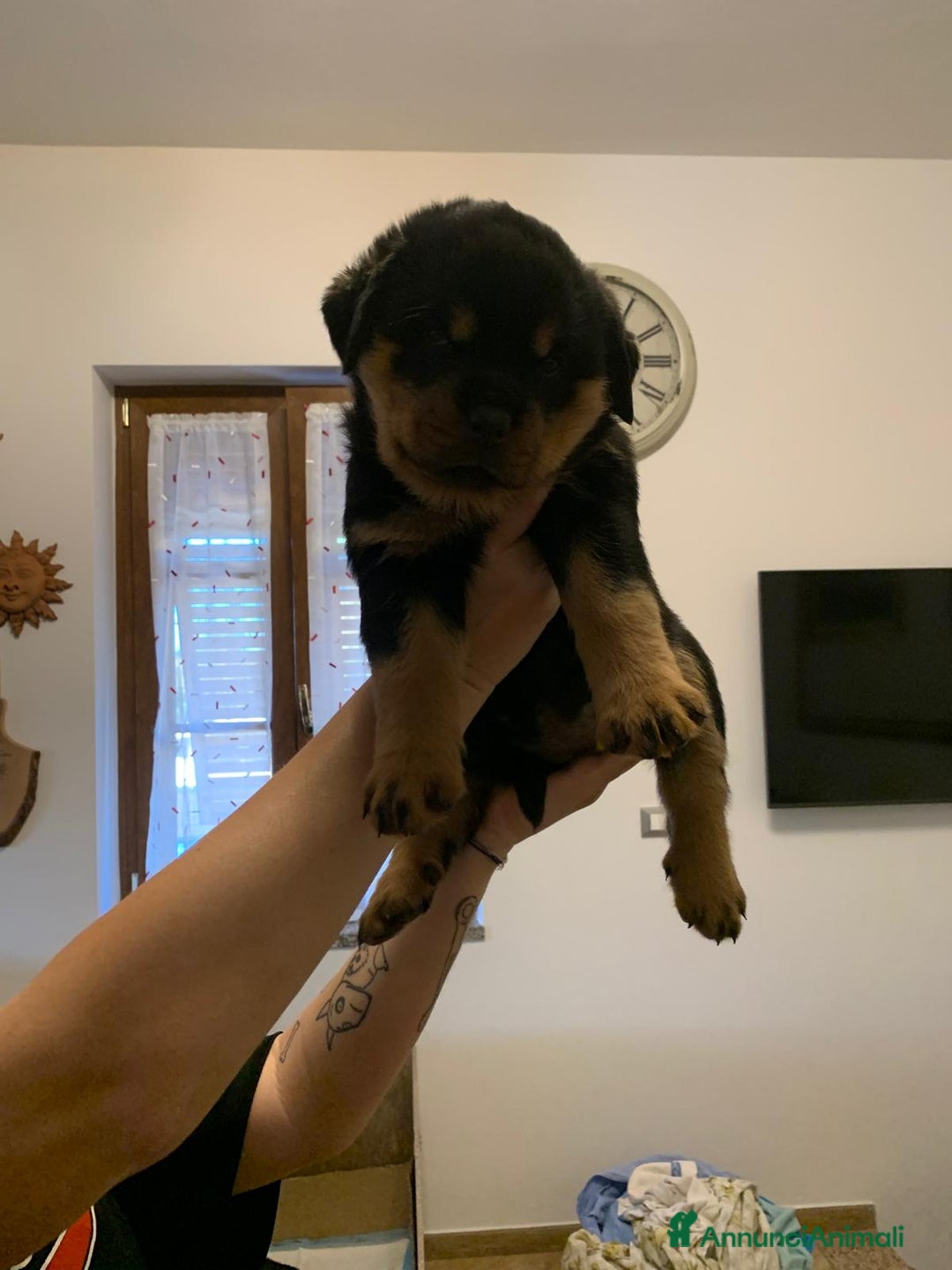 Rottweiler cani in vendita: Cuccioli rottweiller alta genealogia  - Annuncio 6