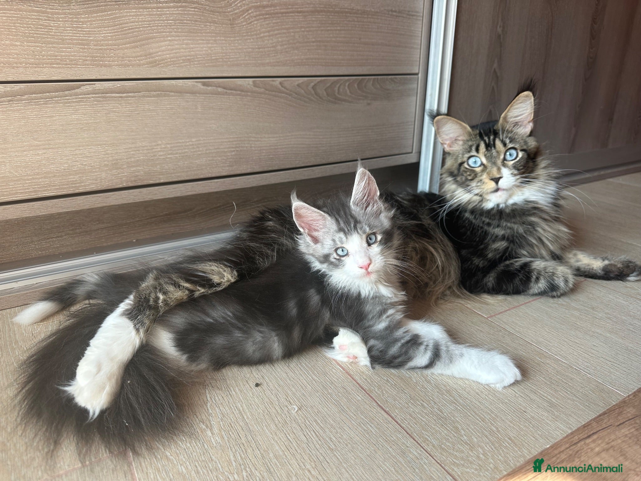 Maine Coon gatti Ultima bellisima femina  - Annuncio 34