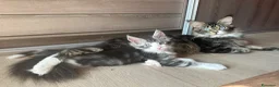 Maine Coon gatti in vendita: Ultima bellisima femina  - Annuncio 1
