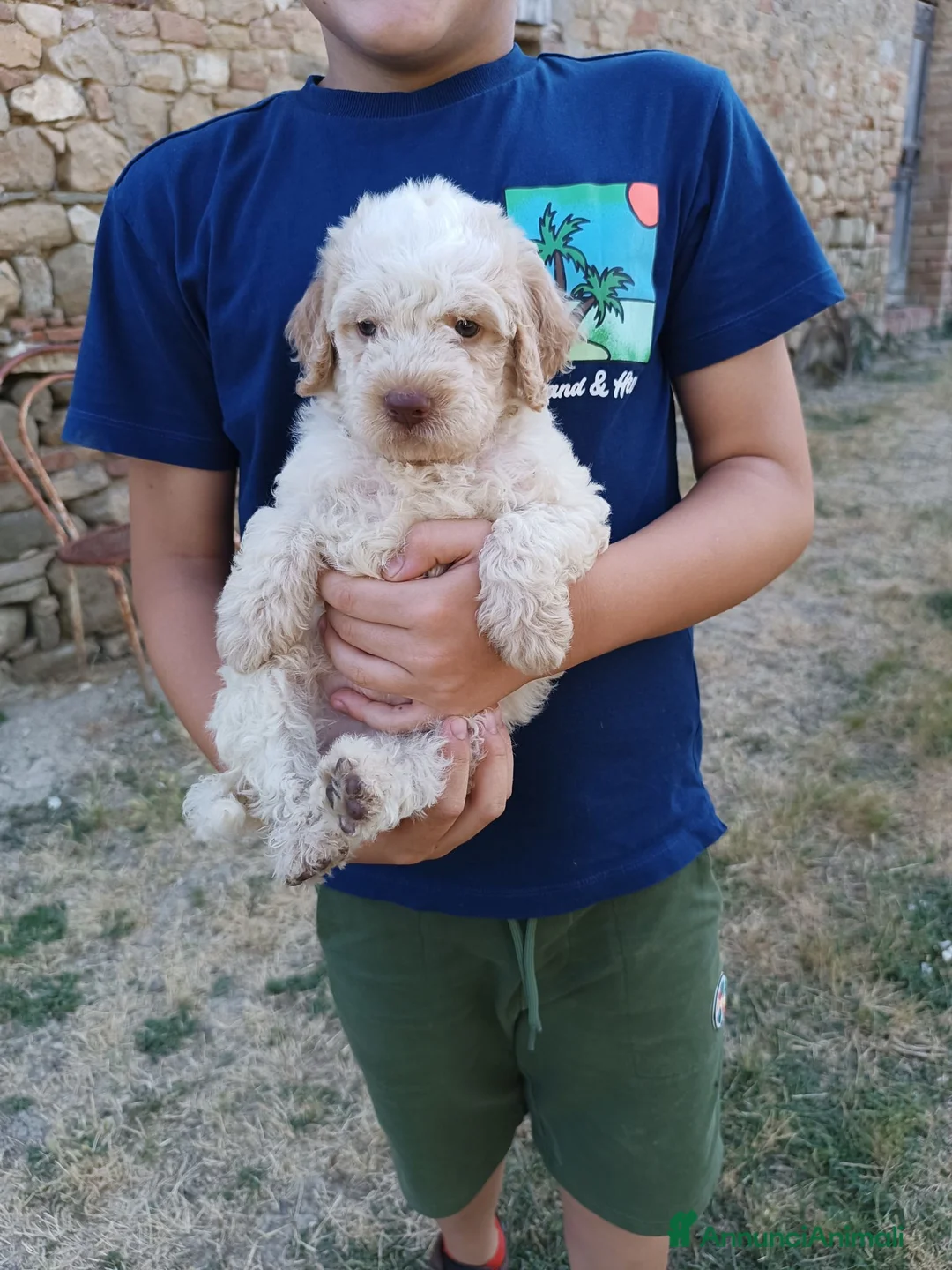Lagotto cani in vendita: Lagotti  - Annuncio 2