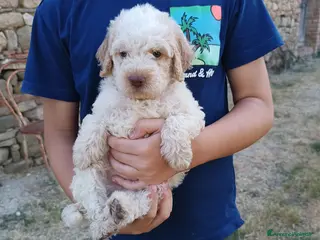 Lagotto cani Lagotti - Annuncio 2