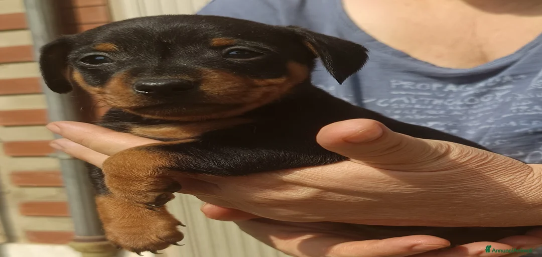 Immagine della galleria {{count}}