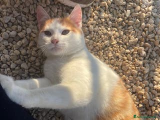 Meticcio gatti DOLCE GATTINO ROSSO - Annuncio 24