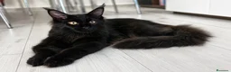 Maine Coon gatti in vendita: Vendita cuccioli Maine coon black Silver tabby a Provincia di Pisa - Annuncio 2