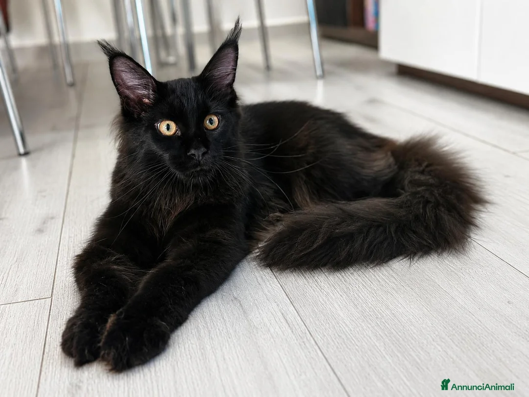 Maine Coon gatti in vendita: Vendita cuccioli Maine coon black Silver tabby a Provincia di Pisa - Annuncio 2