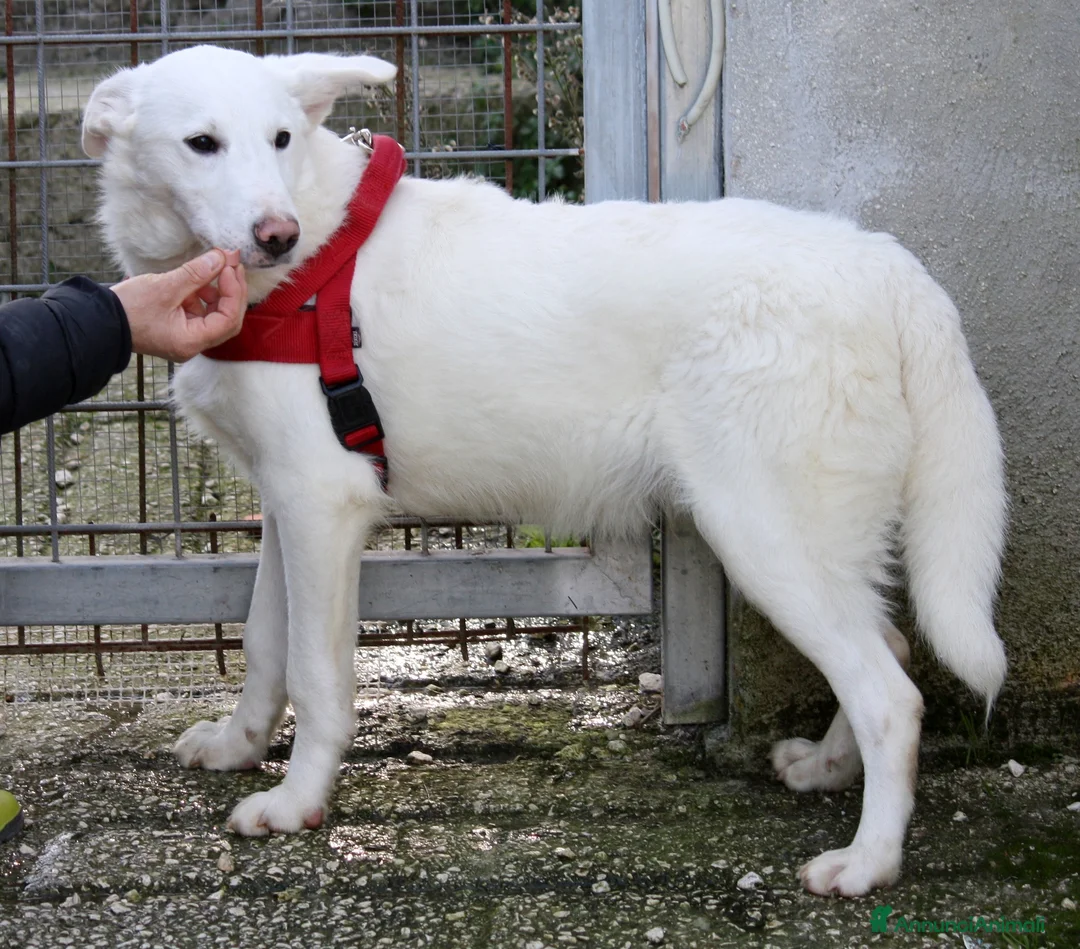Meticcio cani in regalo: Erik in adozione - Annuncio 2