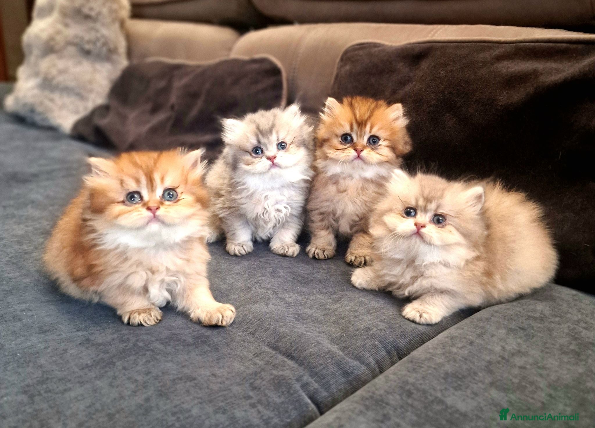 British gatti British longhair  - Annuncio 23