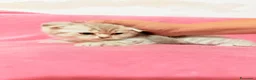 Scottish gatti in vendita: Gattina Scottish Fold - Annuncio 4