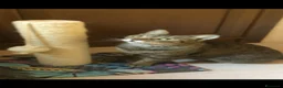 Meticcio gatti in regalo: GATTA ADULTA - Annuncio 2