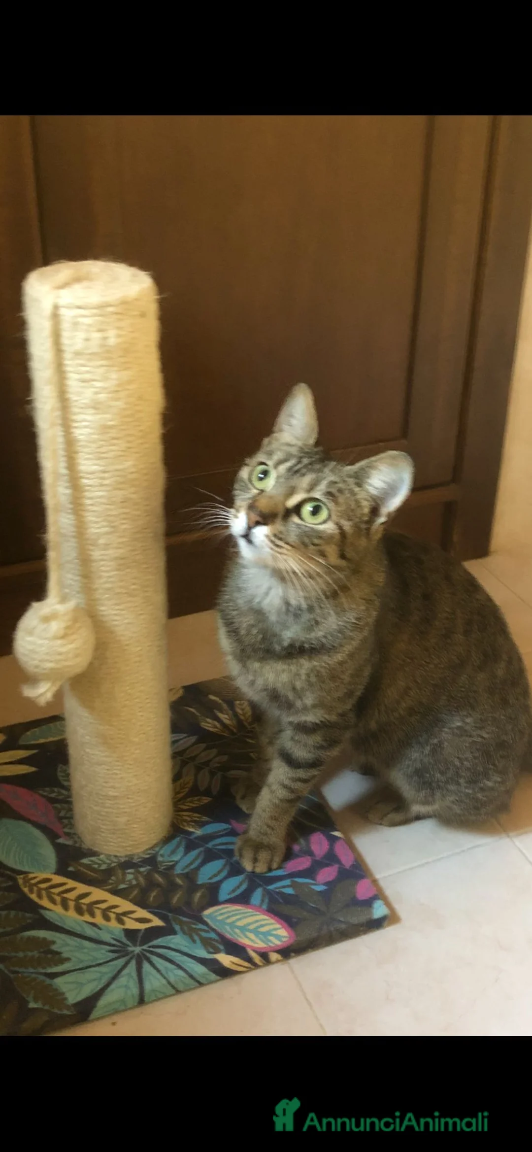 Meticcio gatti in regalo: GATTA ADULTA - Annuncio 2