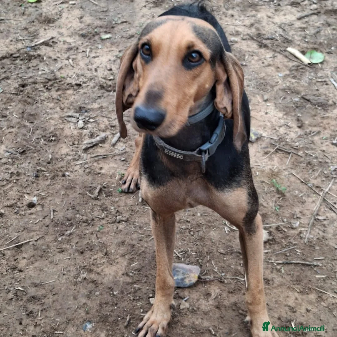 Segugio cani in regalo: BOBO 💙 - timido e dolce, mai amato e abbandonato a Provincia di Arezzo - Annuncio 2