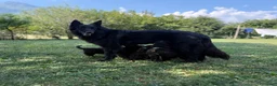 Pastore Belga cani in vendita: Cuccioli di pastore belga - Annuncio 1