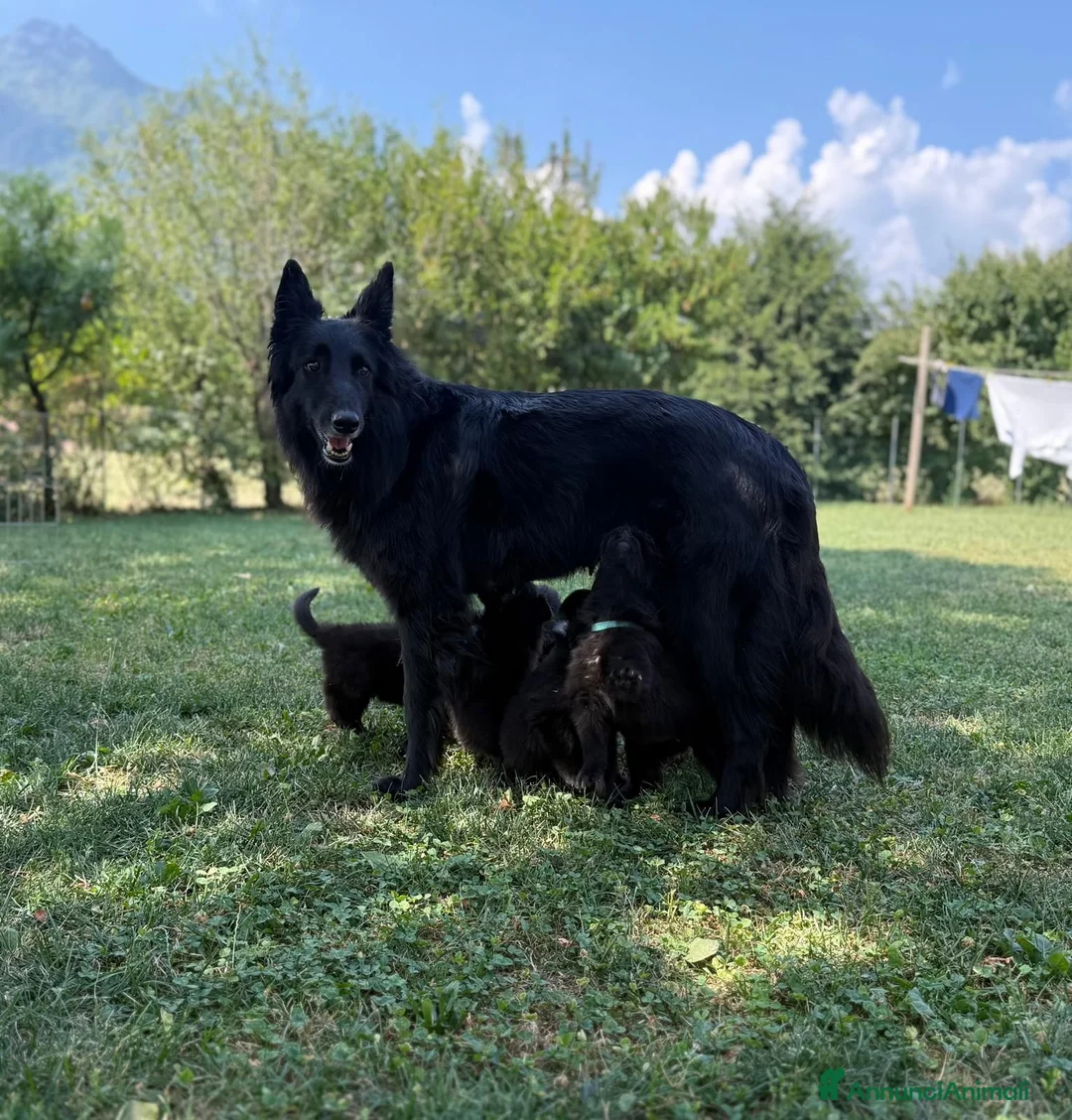 Pastore Belga cani in vendita: Cuccioli di pastore belga - Annuncio 1