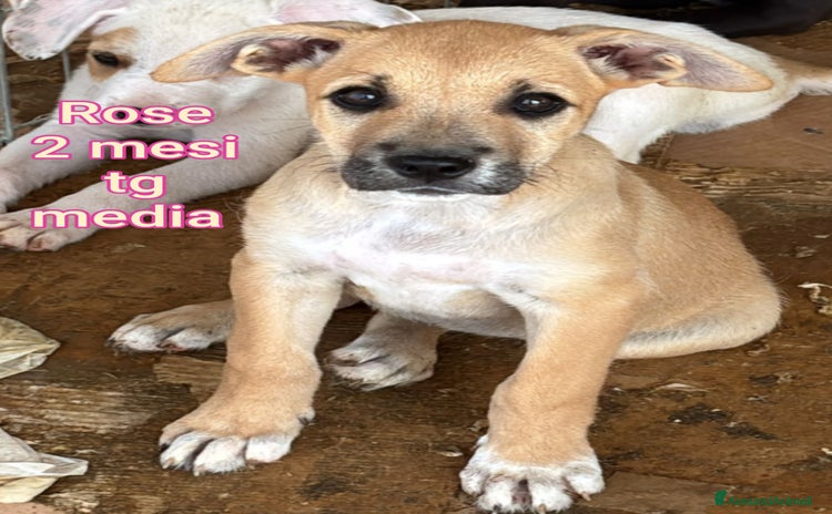 Meticcio cani - Annuncio 17