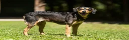 Meticcio cani in regalo: LULU' TRADITA DA CHI PIU' AMAVA, IN ADOZIONE - Annuncio 2