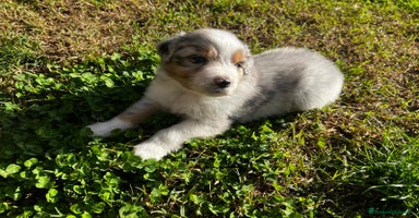 Australian Shepherd cani Australian shepherd/Pastore australiano pedigree - Annuncio 14