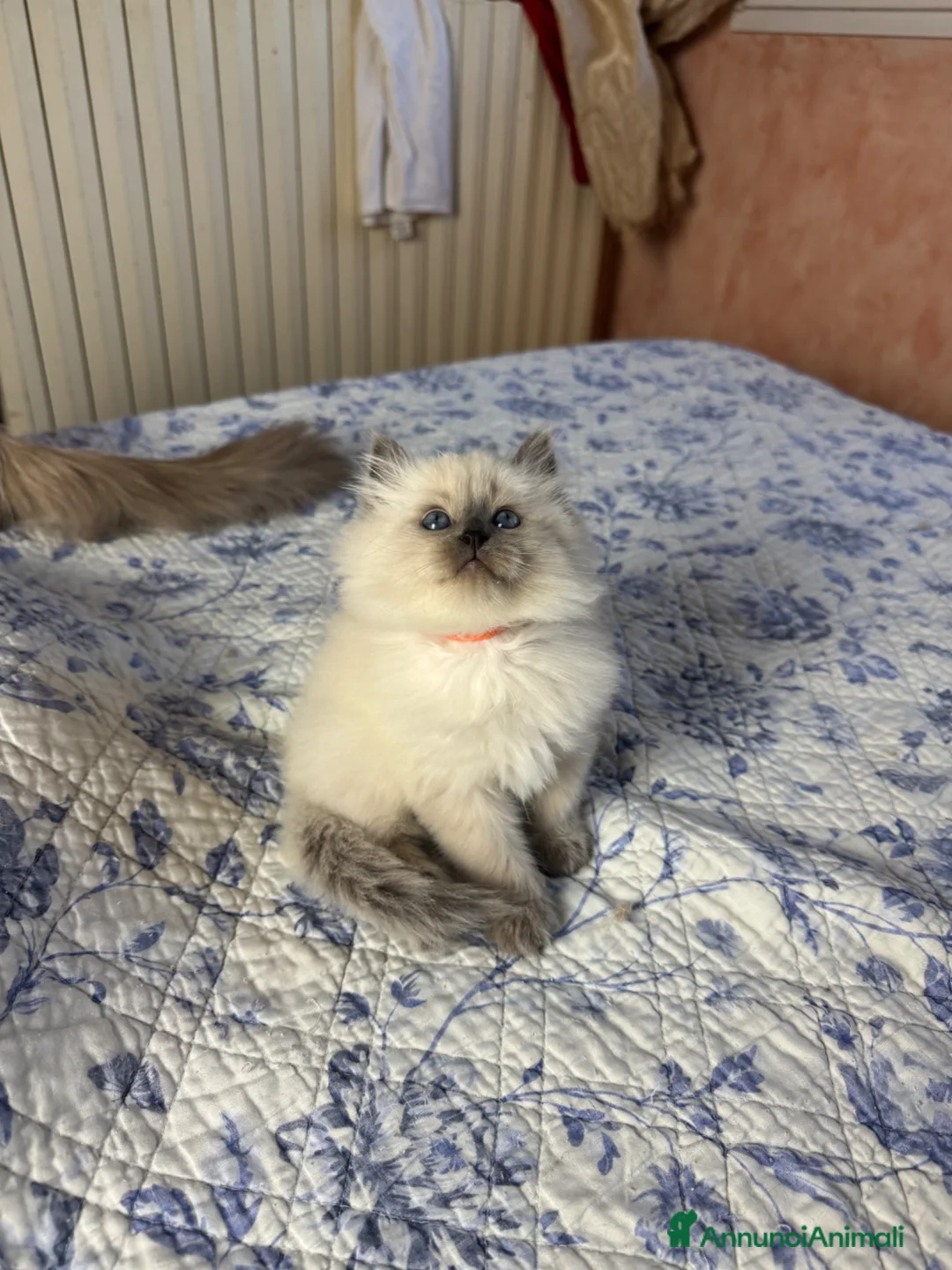 Siberiano gatti in vendita: Splendidi cuccioli siberiani NEVA pedigree ENFI - Annuncio 2