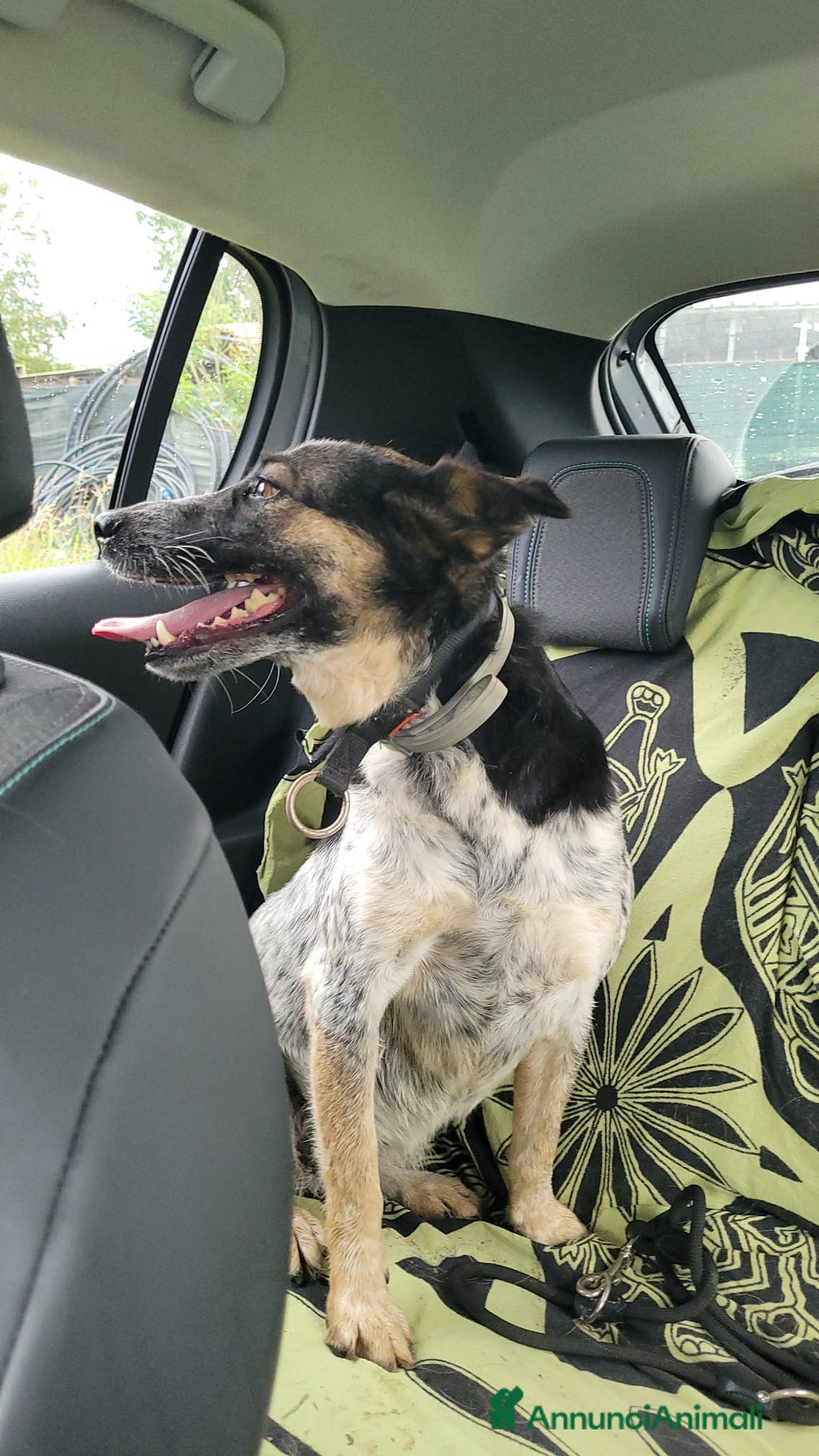 Meticcio cani in regalo: Splendida meticcia - DIVY a Città metropolitana di Milano - Annuncio 4