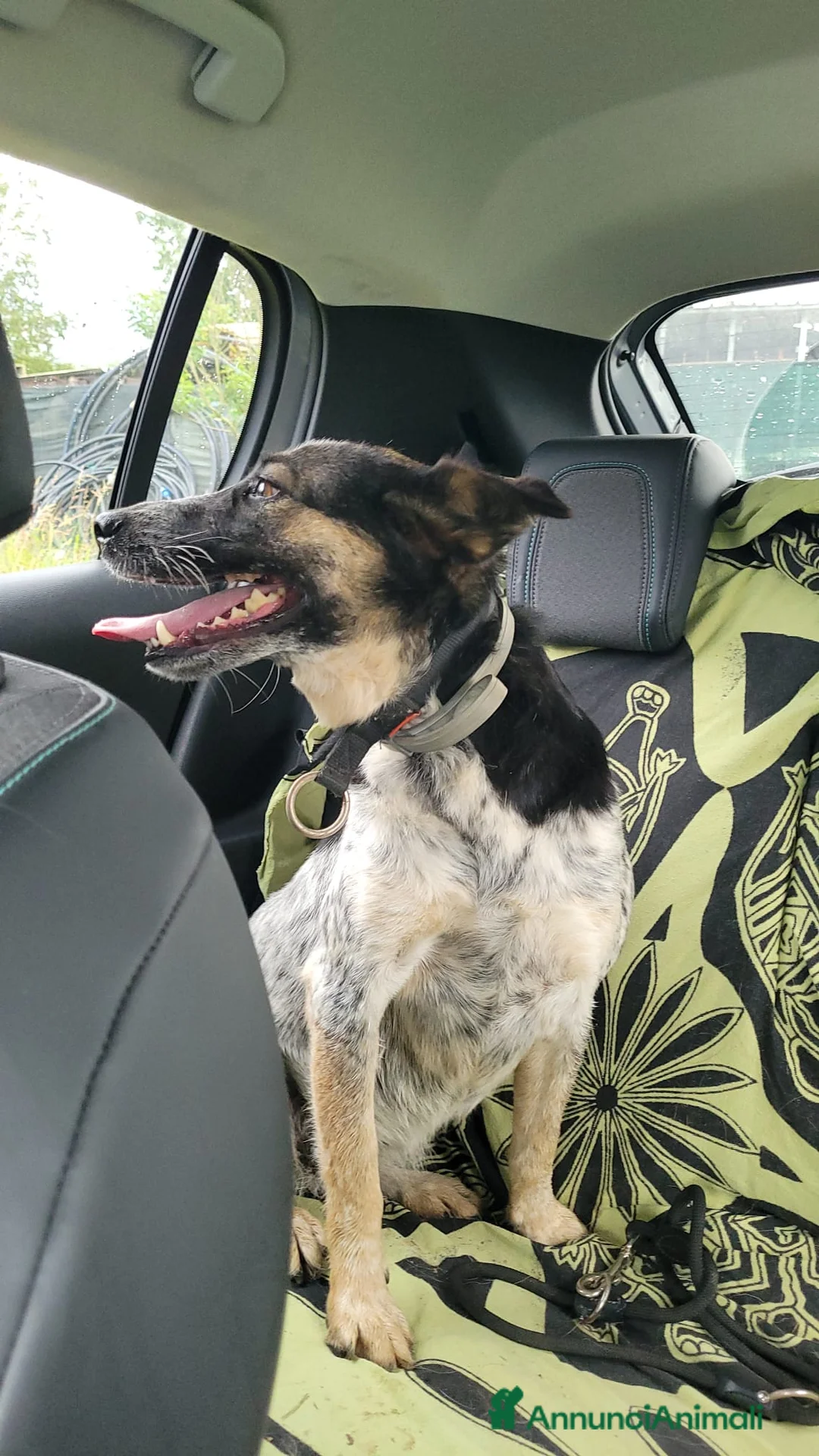 Meticcio cani in regalo: Splendida meticcia - DIVY a Città metropolitana di Milano - Annuncio 4