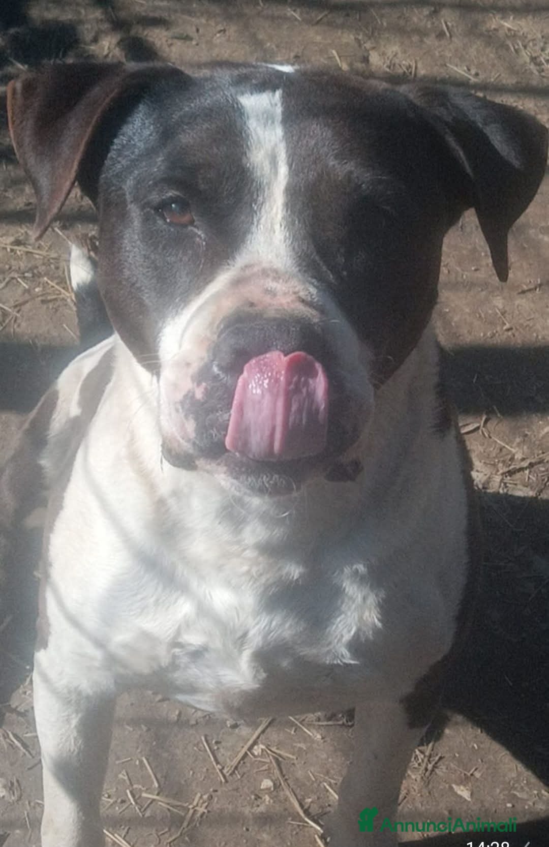 Altre razze cani ADOZ.DEL💔:sfortunato,solo sogna una casa.. - Annuncio 1