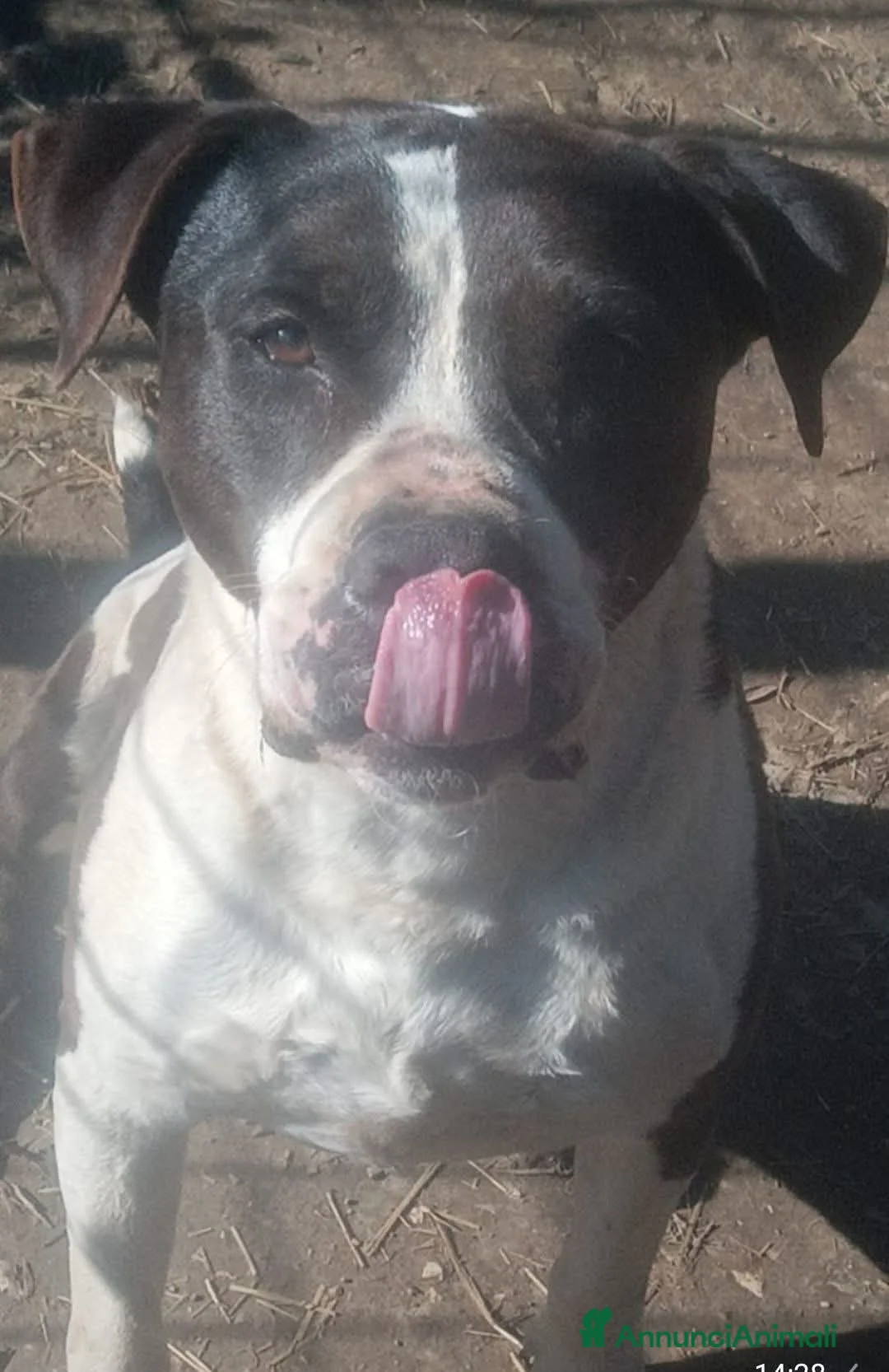 Altre razze cani in regalo: ADOZ.DEL💔:sfortunato,solo sogna una casa.. - Annuncio 1