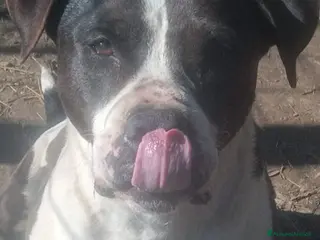 Altre razze cani ADOZ.DEL💔:sfortunato,solo sogna una casa.. - Annuncio 1