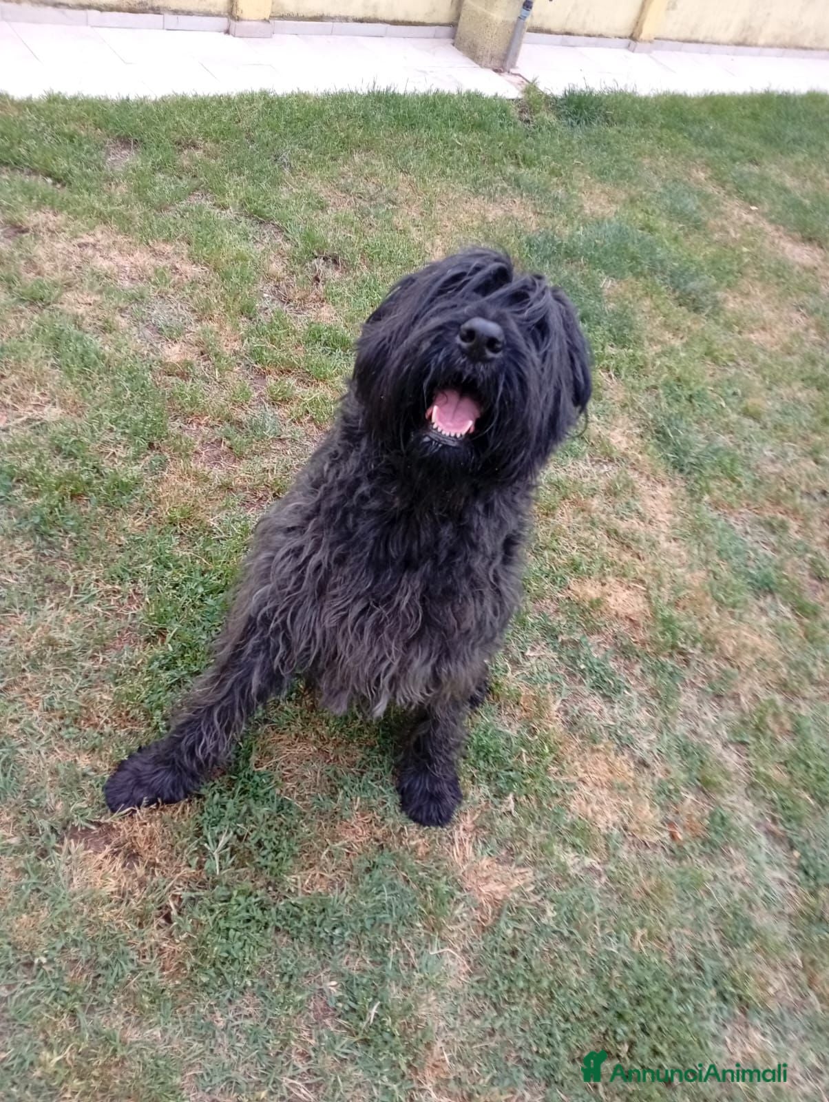 Schnauzer Gigante cani Schnauzer puro cerca casa - Annuncio 1