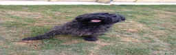 Schnauzer Gigante cani in regalo: Schnauzer puro cerca casa - Annuncio 1