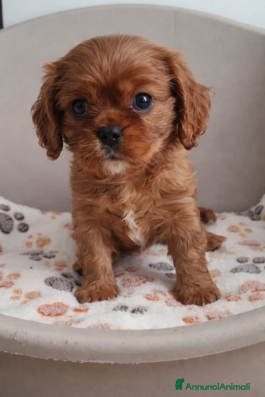 Cavalier King cani in vendita: Cuccioli di Cavalier king ruby - Annuncio 3