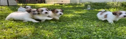 Jack Russell cani in vendita: Cucciolata jack Russell pelo ruvido pedigree - Annuncio 10