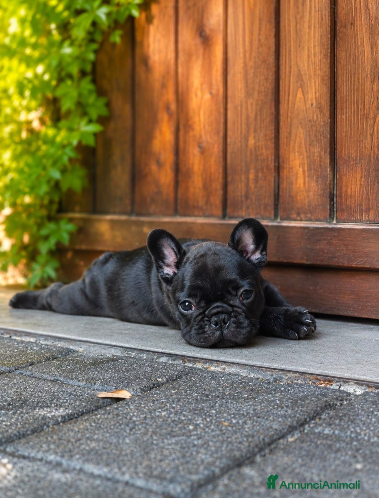 Bulldog Francese cani BELLISSIMO CUCCIOLO DI BOULEDOGUE FRANCESE! - Annuncio 5
