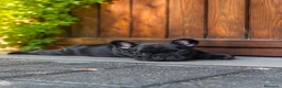 Bulldog Francese cani in vendita: BELLISSIMO CUCCIOLO DI BOULEDOGUE FRANCESE! a Provincia di Brescia - Annuncio 1