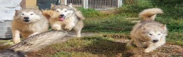 Alaskan Malamute cani in vendita: Alaskan Malamute cuccioloni  a Città Metropolitana di Bologna - Annuncio 7