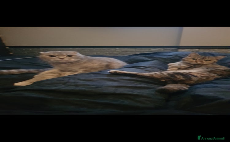 Scottish gatti - Annuncio 1