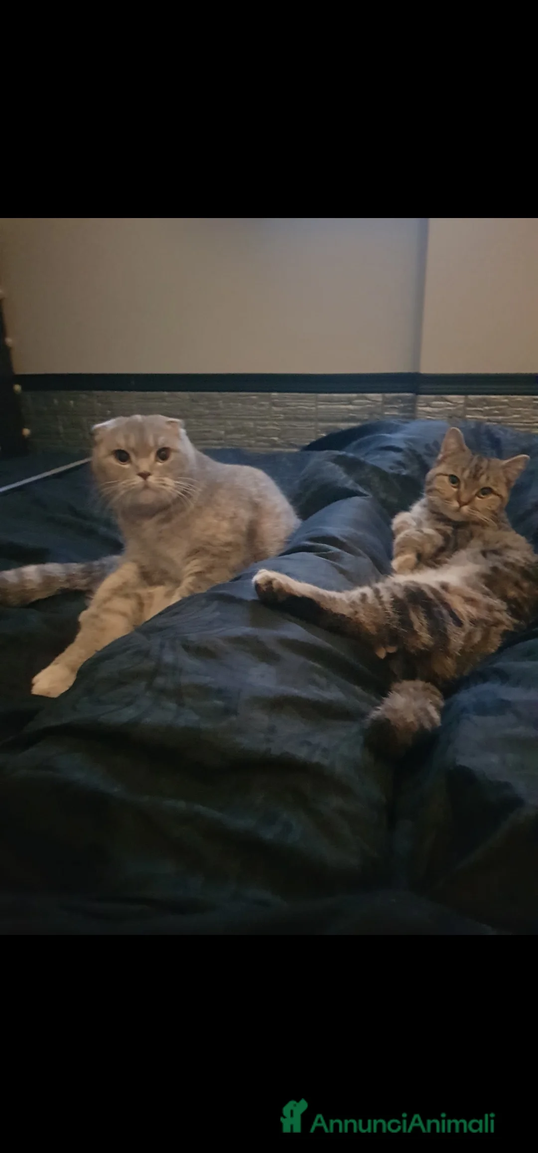 Scottish gatti in regalo: Scottish straight in regalo - Annuncio 1