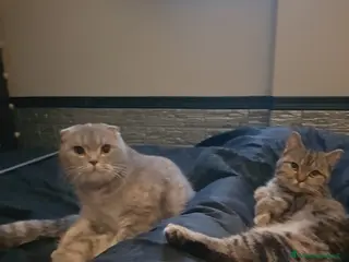 Scottish gatti Scottish straight in regalo - Annuncio 28