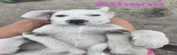 Meticcio cani in regalo: NAPOLEONE, CICCIO, JACK, ATHENA e FIFY - Annuncio 5