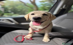 Labrador cani in vendita: Cucciolo Labrador  Giallo Disponibile da subito  a Provincia di Lucca - Immagine 1