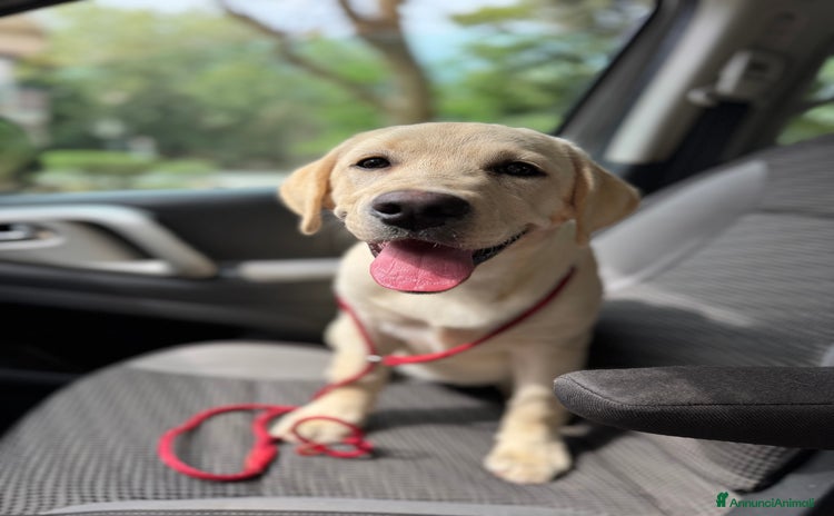 Labrador cani a Provincia di Lucca - Annuncio 1