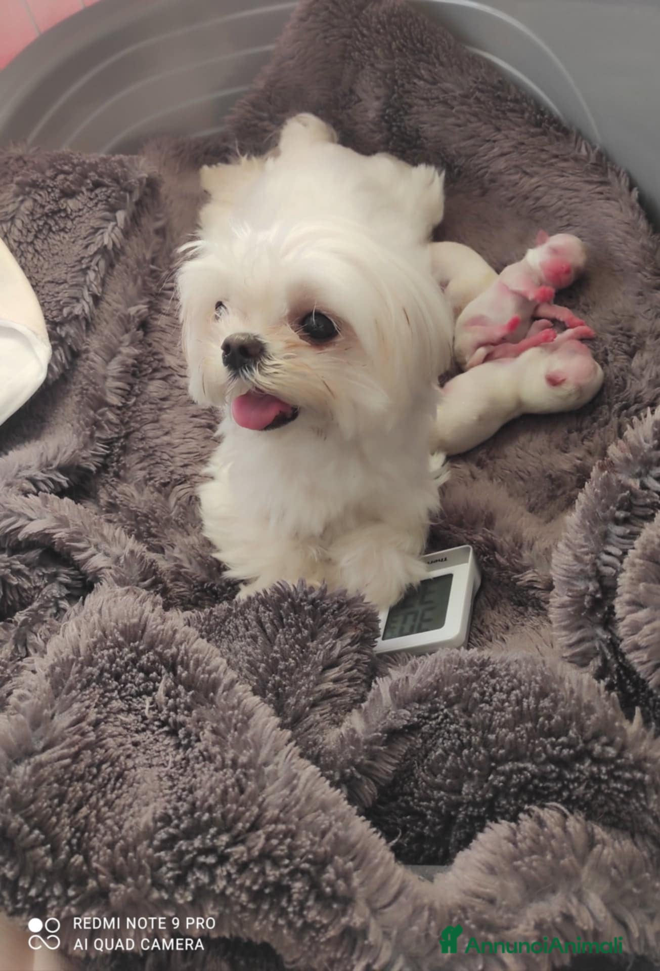 Maltese cani Cuccioli maltesi - taglia piccola - con PEDIGREE - Annuncio 3