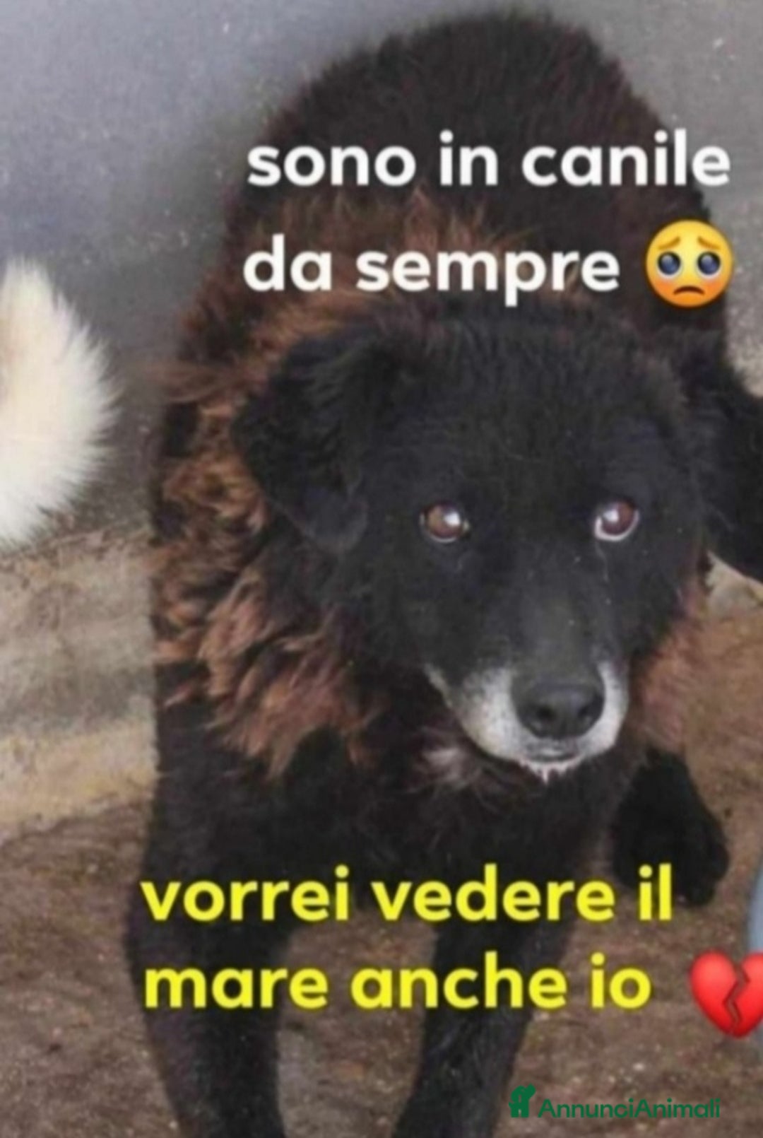 Meticcio cani in regalo: Nerina 10ANNI CIECA IN CANILE. ROMA SOS SOS a Città metropolitana di Milano - Annuncio 2