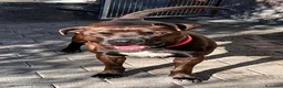 Meticcio cani in regalo: NIGEL BELLISSIMO PIT - Annuncio 2