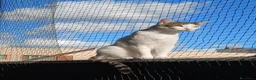 Meticcio gatti in regalo: Gattino bianco - Annuncio 2