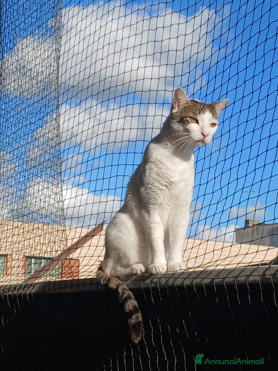 Meticcio gatti in regalo: Gattino bianco - Annuncio 2