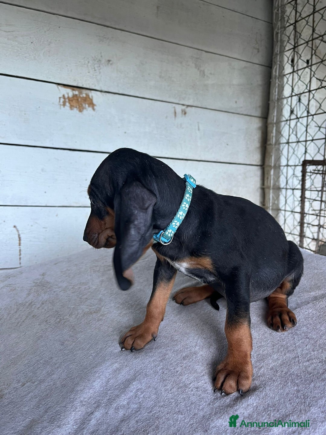 Segugio cani in vendita: segugio italiano  - Annuncio 5