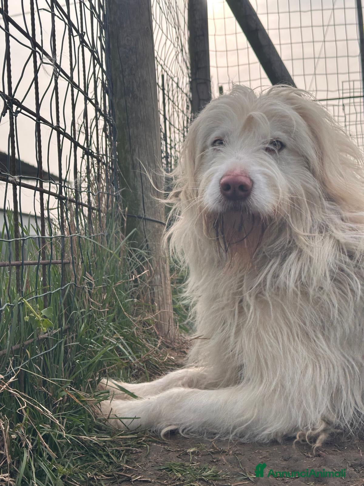 Meticcio cani ABBANDONATO DALLA SUA FAMIGLIA  - Annuncio 1